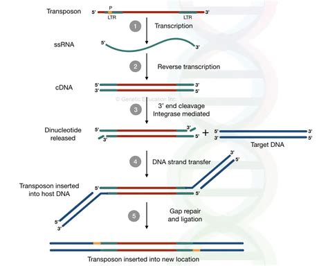 replicative and non transposons.